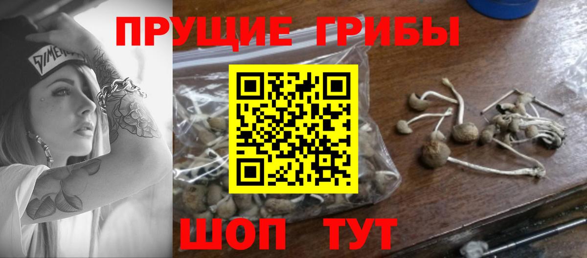 Псилоцибиновые грибы прущие грибы Усть-Джегута